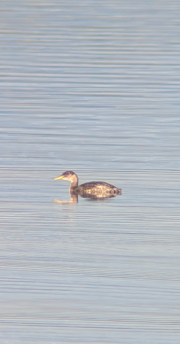 赤頸鸊鷉 - ML647147944