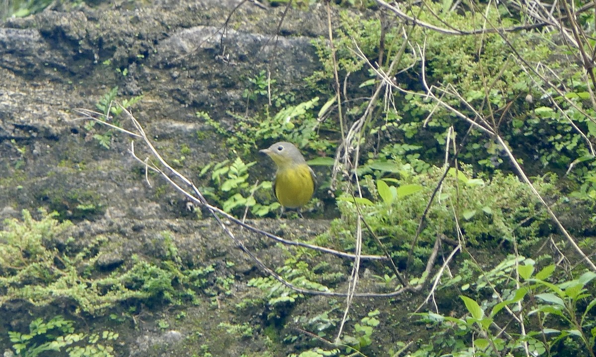 Magnolia Warbler - ML647147965