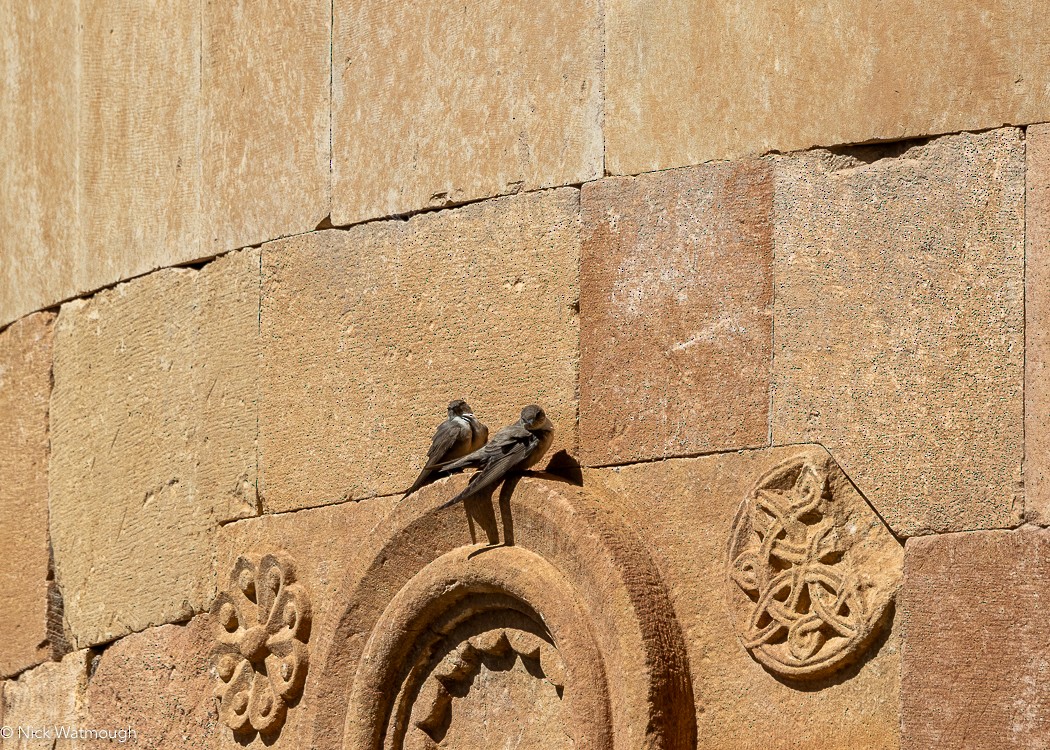 Скальная ласточка - ML647147975