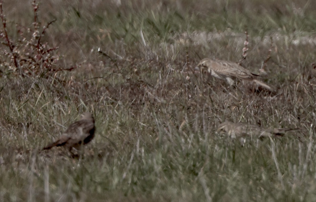 Horned Lark - ML647147976