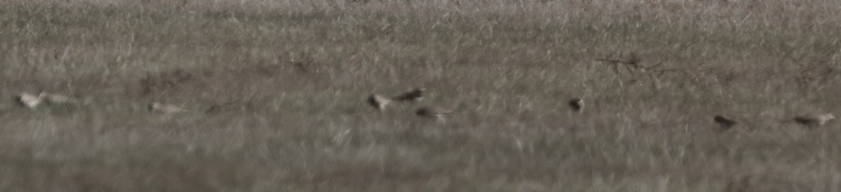 Horned Lark - ML647147977