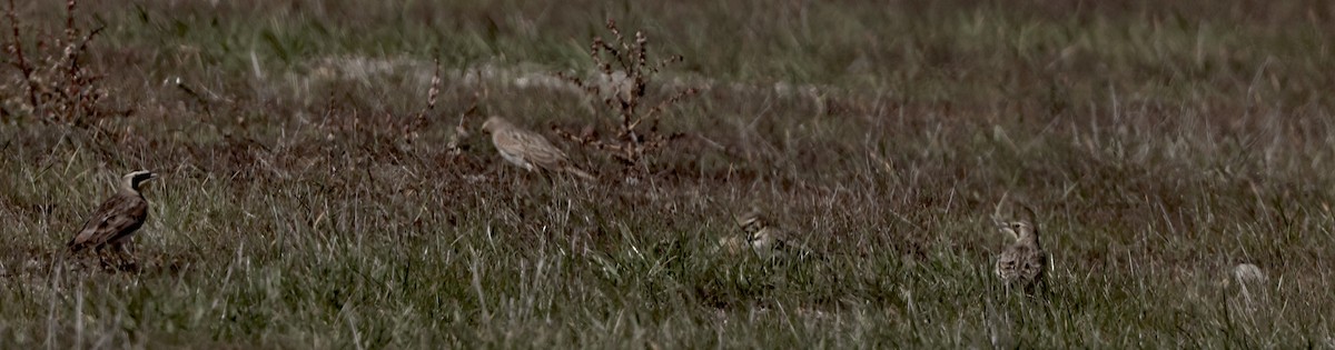 Horned Lark - ML647147978