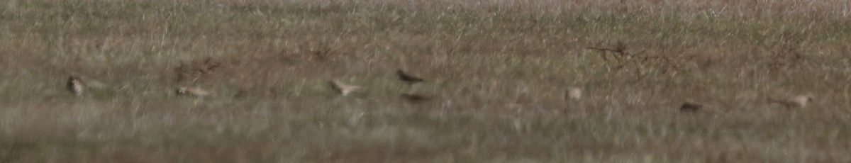 Horned Lark - ML647147979