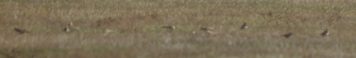 Horned Lark - ML647147982