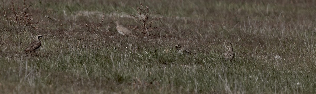 Horned Lark - ML647147983