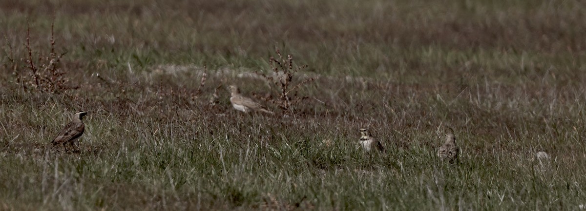 Horned Lark - ML647147984