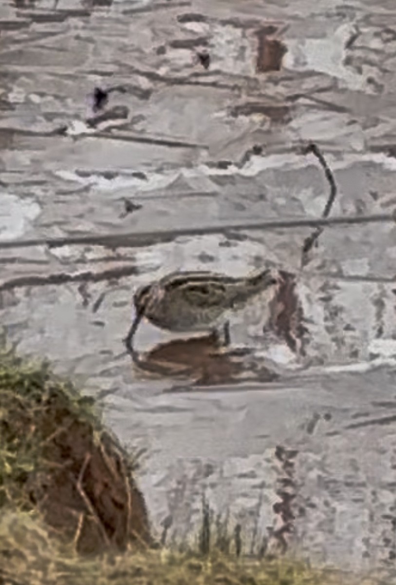 Wilson Suçulluğu - ML647147991