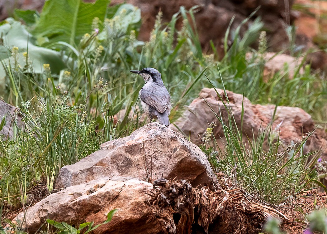 Eastern Rock Nuthatch - ML647147994