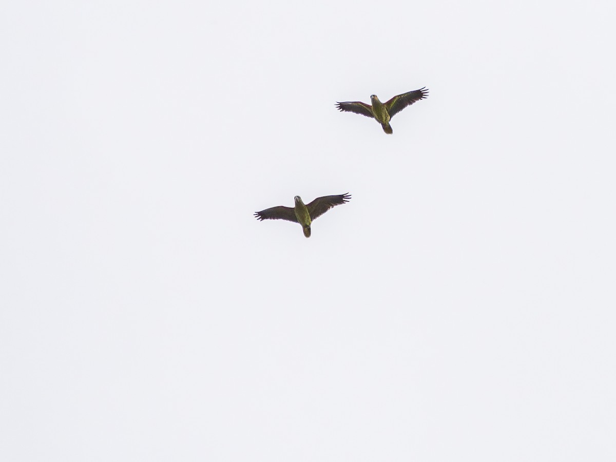 Turquoise-fronted Amazon - ML647148002