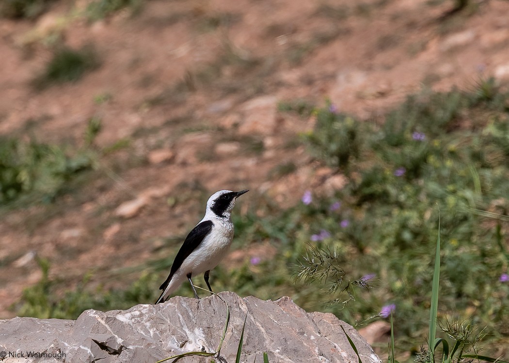 Eastern Black-eared Wheatear - ML647148009