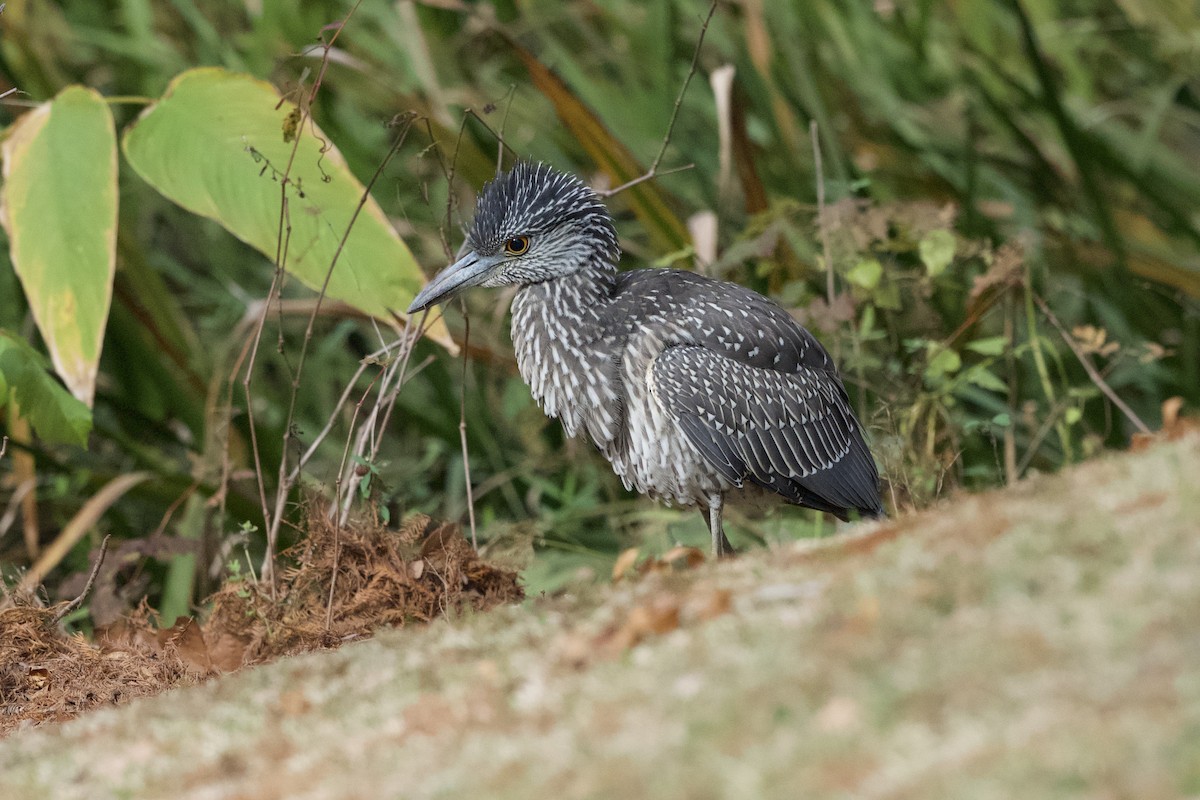 אנפת לילה צהובת-כיפה - ML647148018