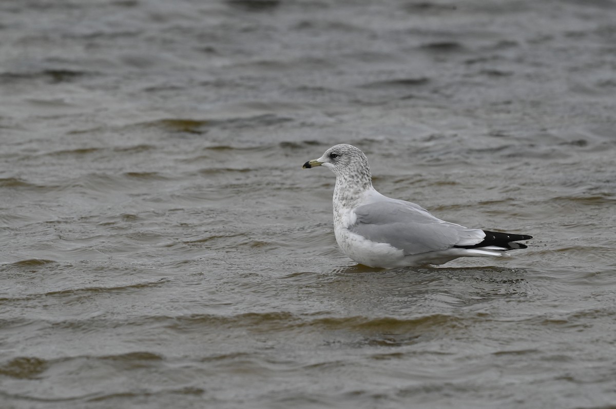 racek kroužkozobý - ML647148022