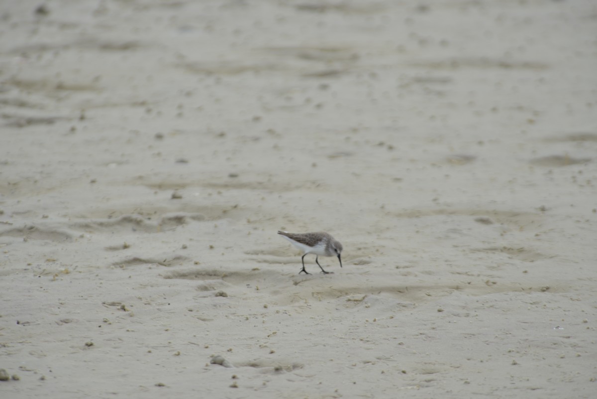 Gambecchio dell'Alaska - ML647148029