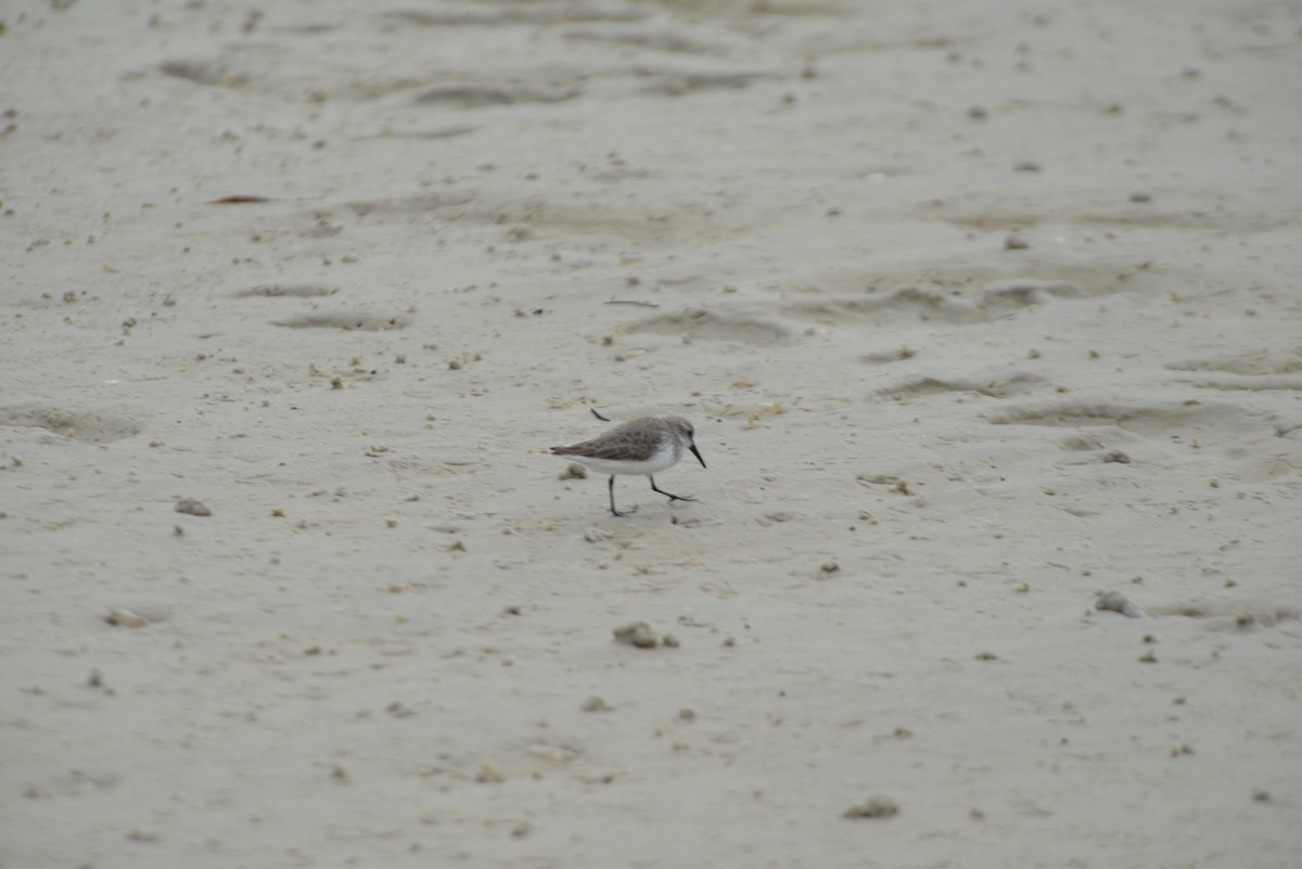 Gambecchio dell'Alaska - ML647148035