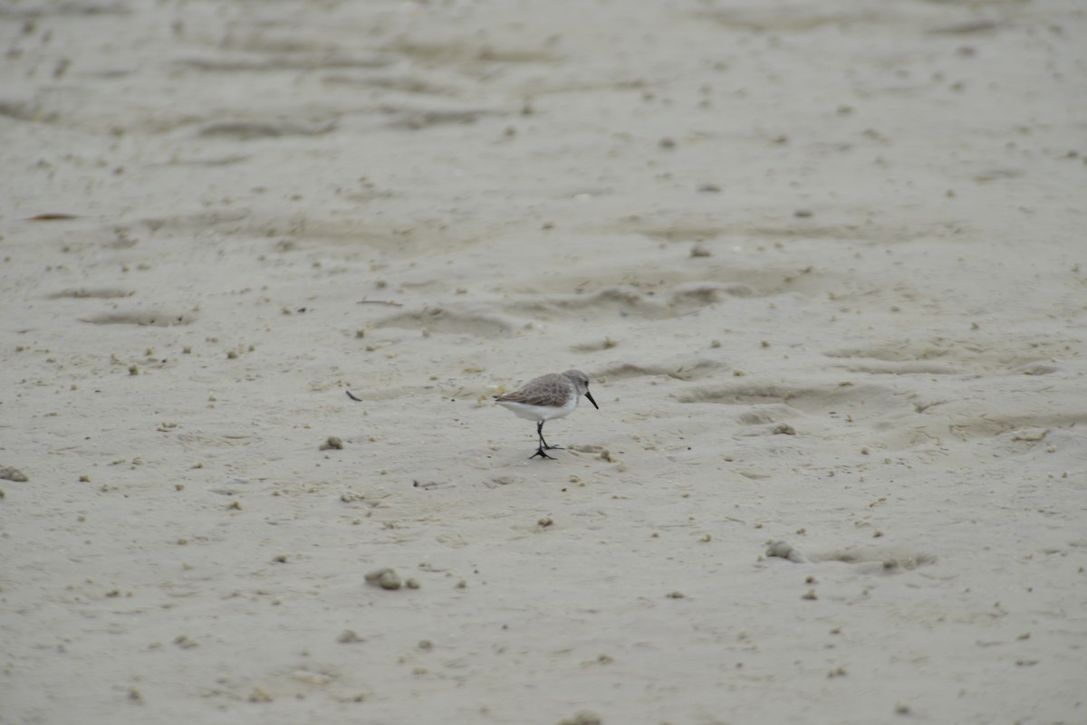 Gambecchio dell'Alaska - ML647148037