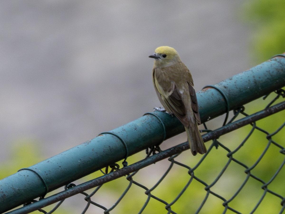 Palm Tanager - ML647148042