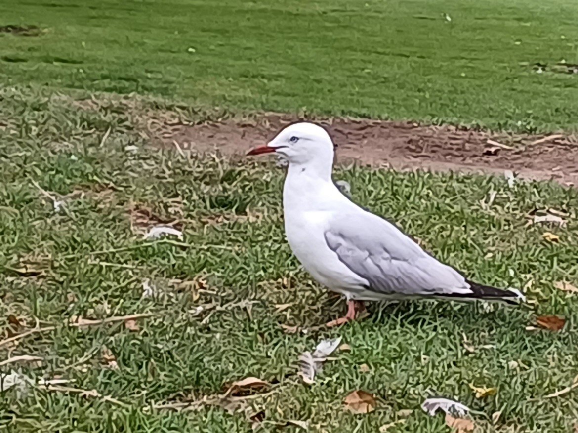 Silver Gull - ML647148050
