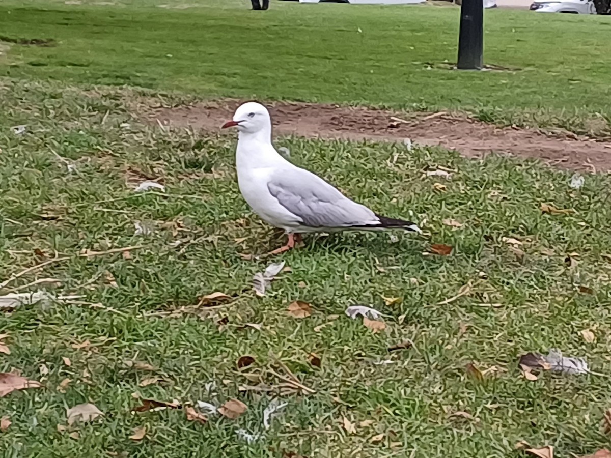 Silver Gull - ML647148051