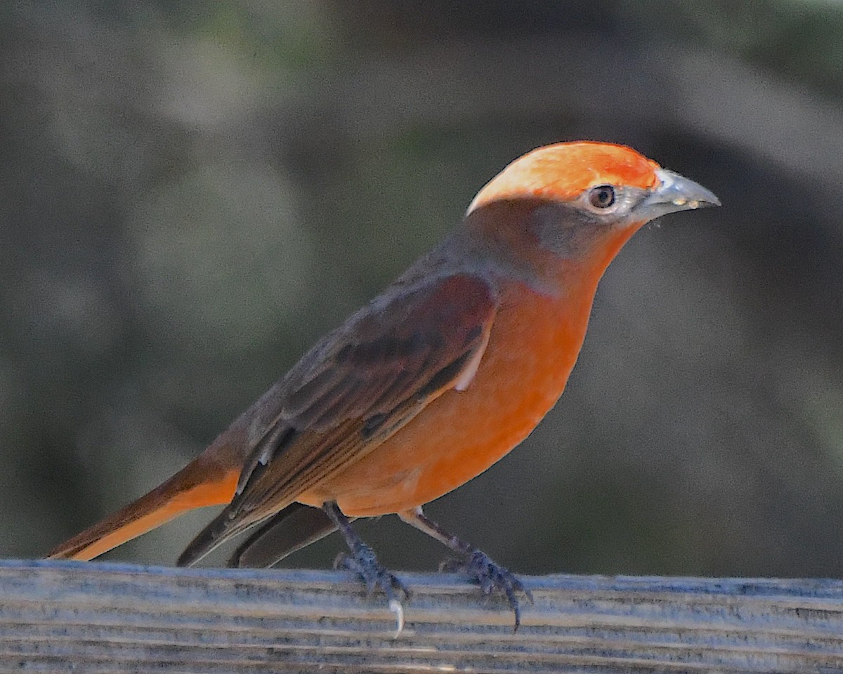 Piranga Bermeja - ML647148052