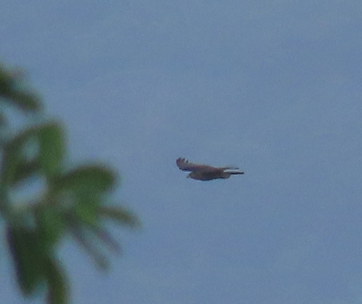 Bec-en-croc de Temminck - ML647148055