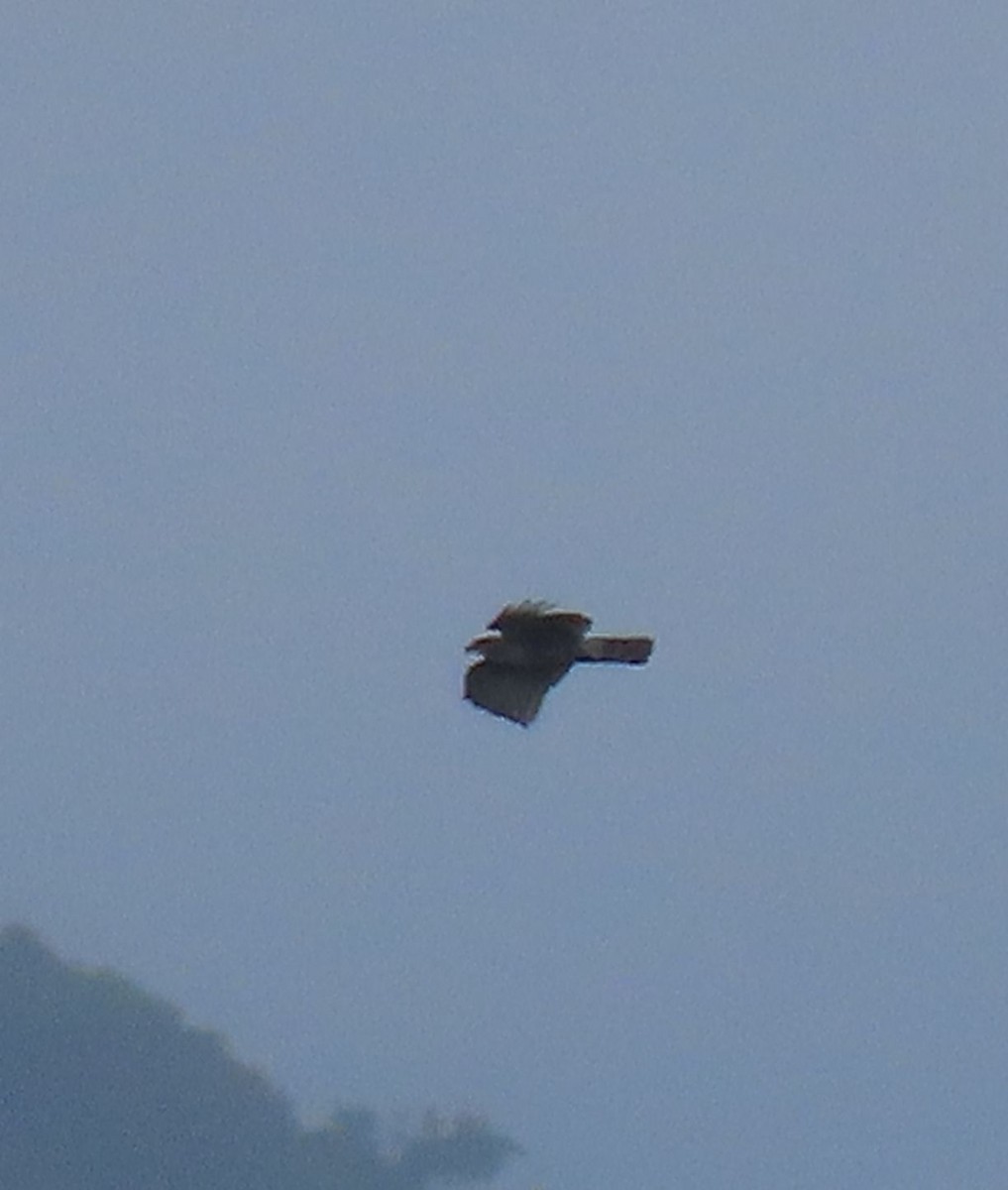 Bec-en-croc de Temminck - ML647148059