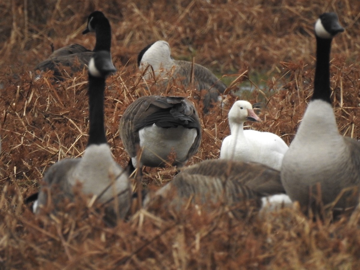 Snow Goose - ML647148063