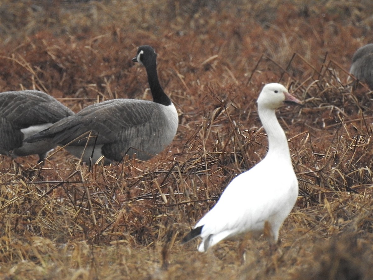 Snow Goose - ML647148064
