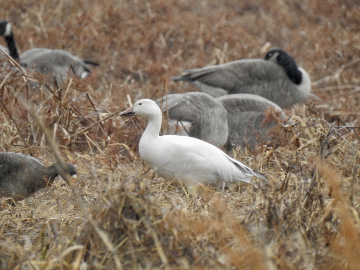 Snow Goose - ML647148065