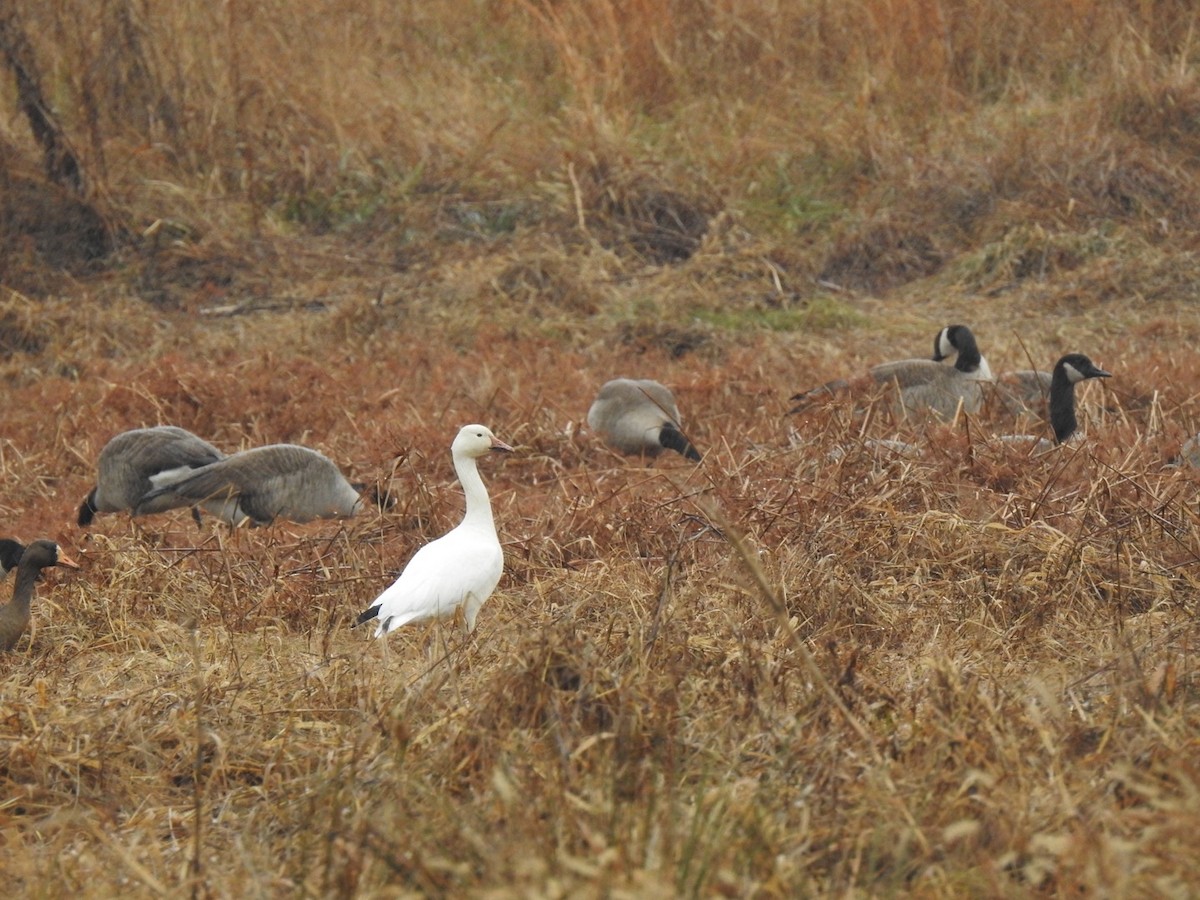Snow Goose - ML647148066