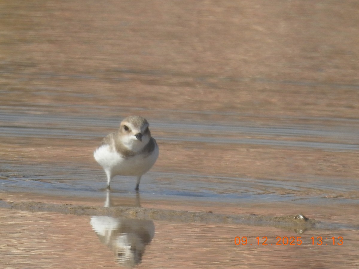 Kentish Plover - ML647148077