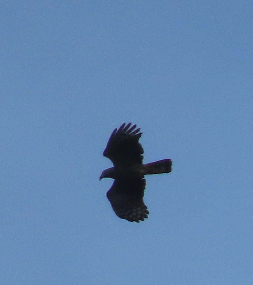 Bec-en-croc de Temminck - ML647148094