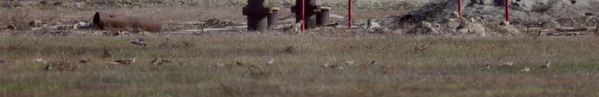 Horned Lark - ML647148103