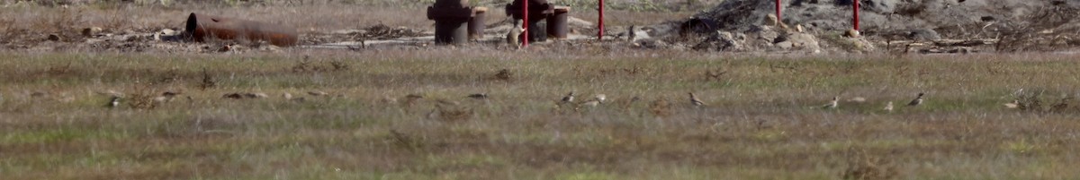 Horned Lark - ML647148107