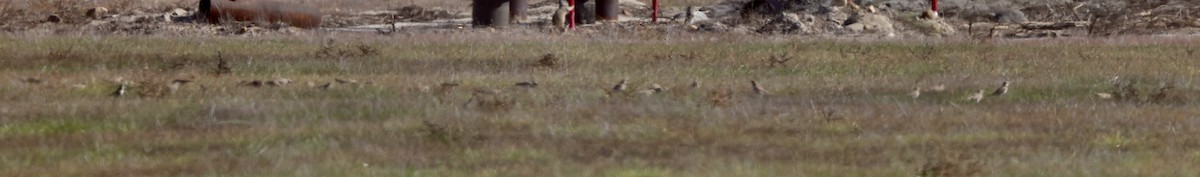 Horned Lark - ML647148108