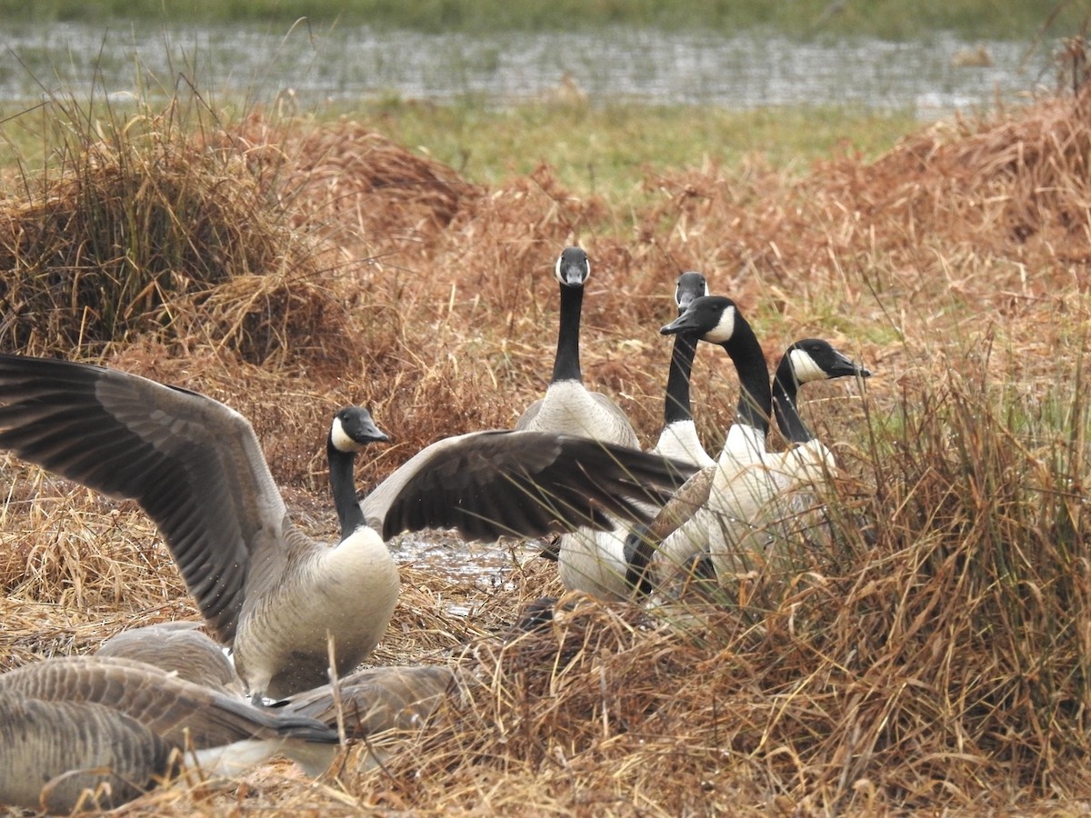 Canada Goose - ML647148113
