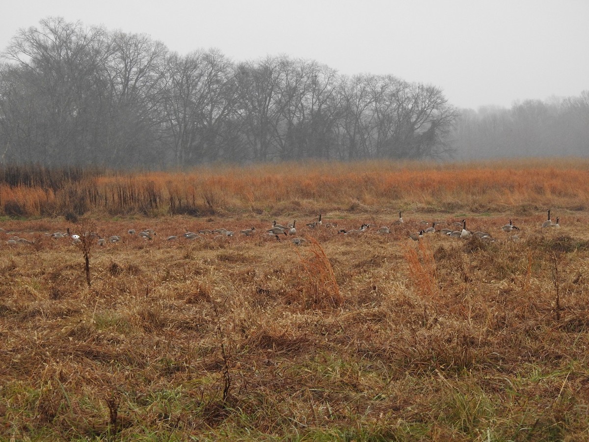 Canada Goose - ML647148114