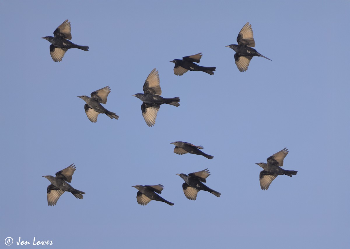 Tristram's Starling - ML647148121