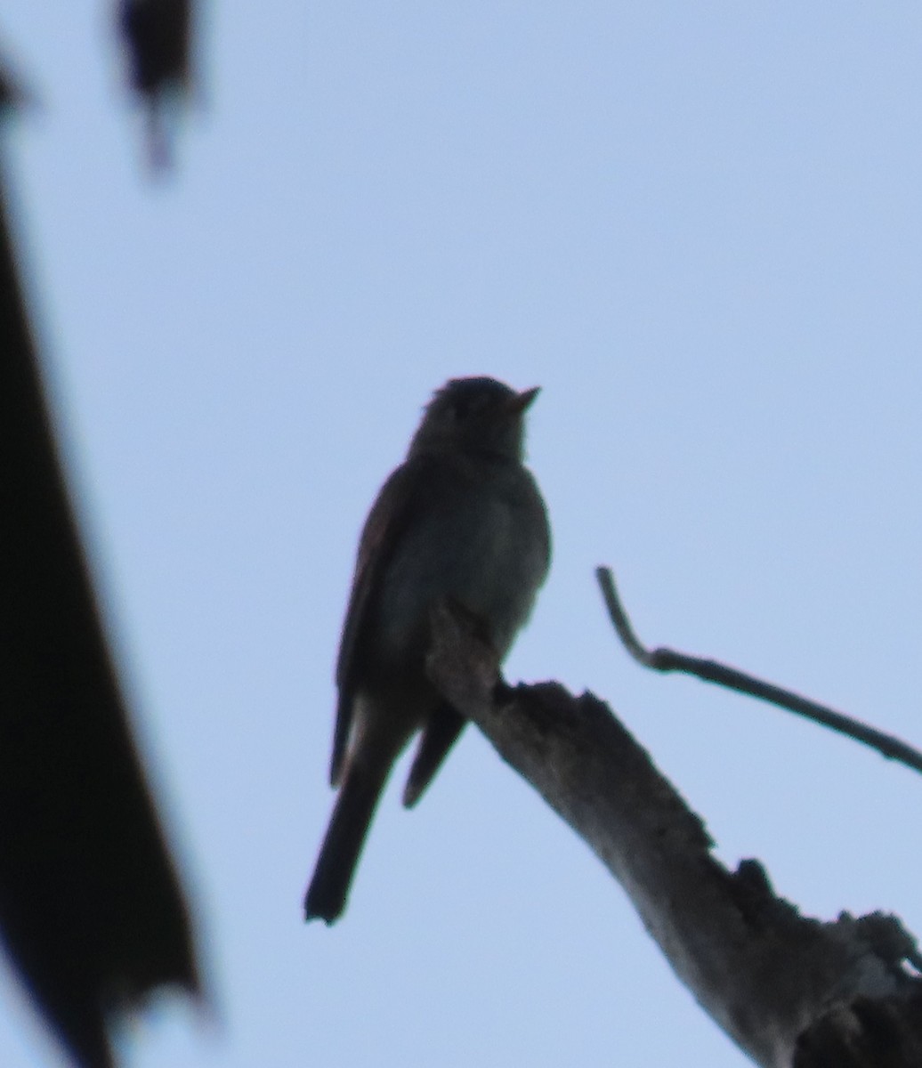 Восточный пиви - ML647148127