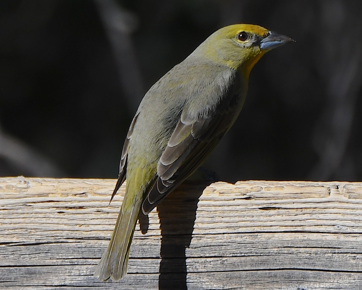 Piranga Bermeja - ML647148128