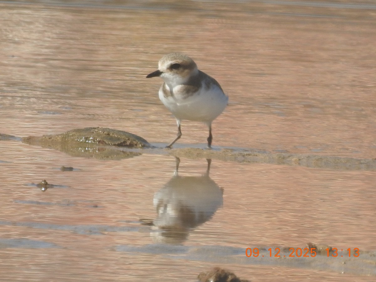 Kentish Plover - ML647148131