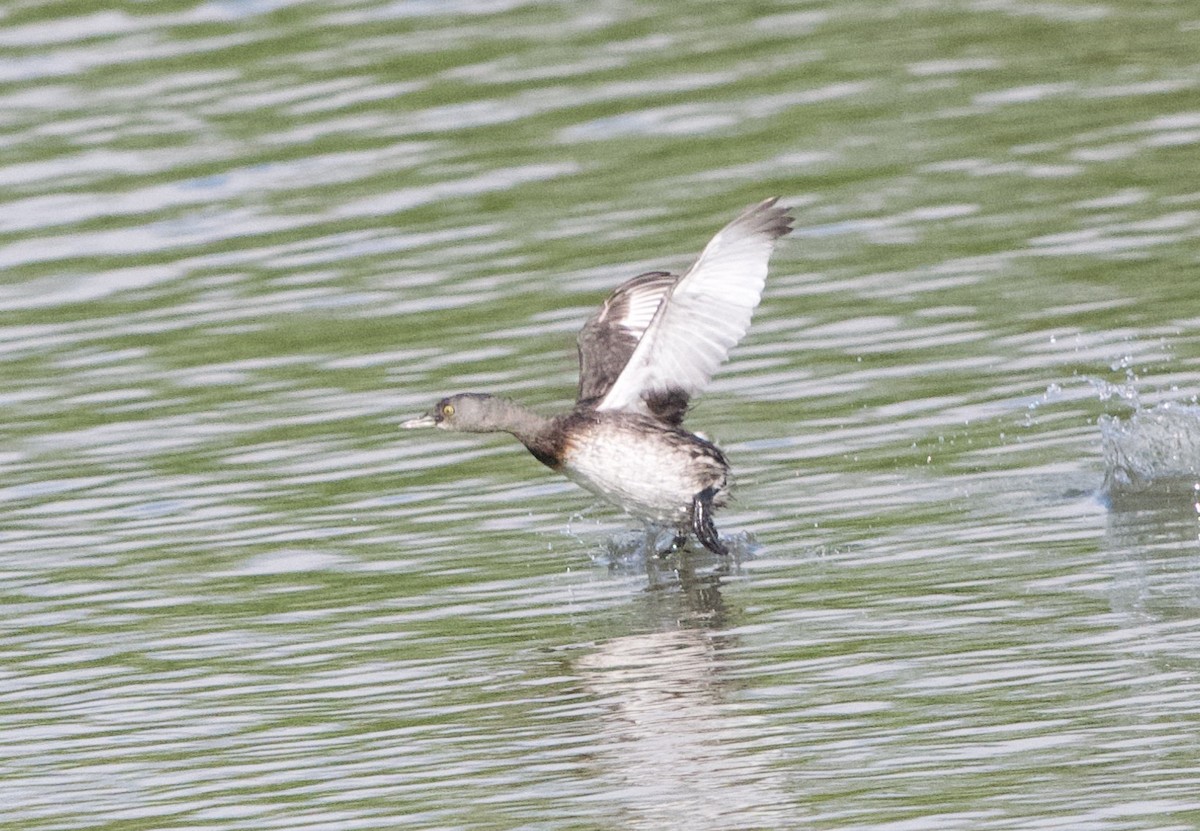 Least Grebe - ML647148140