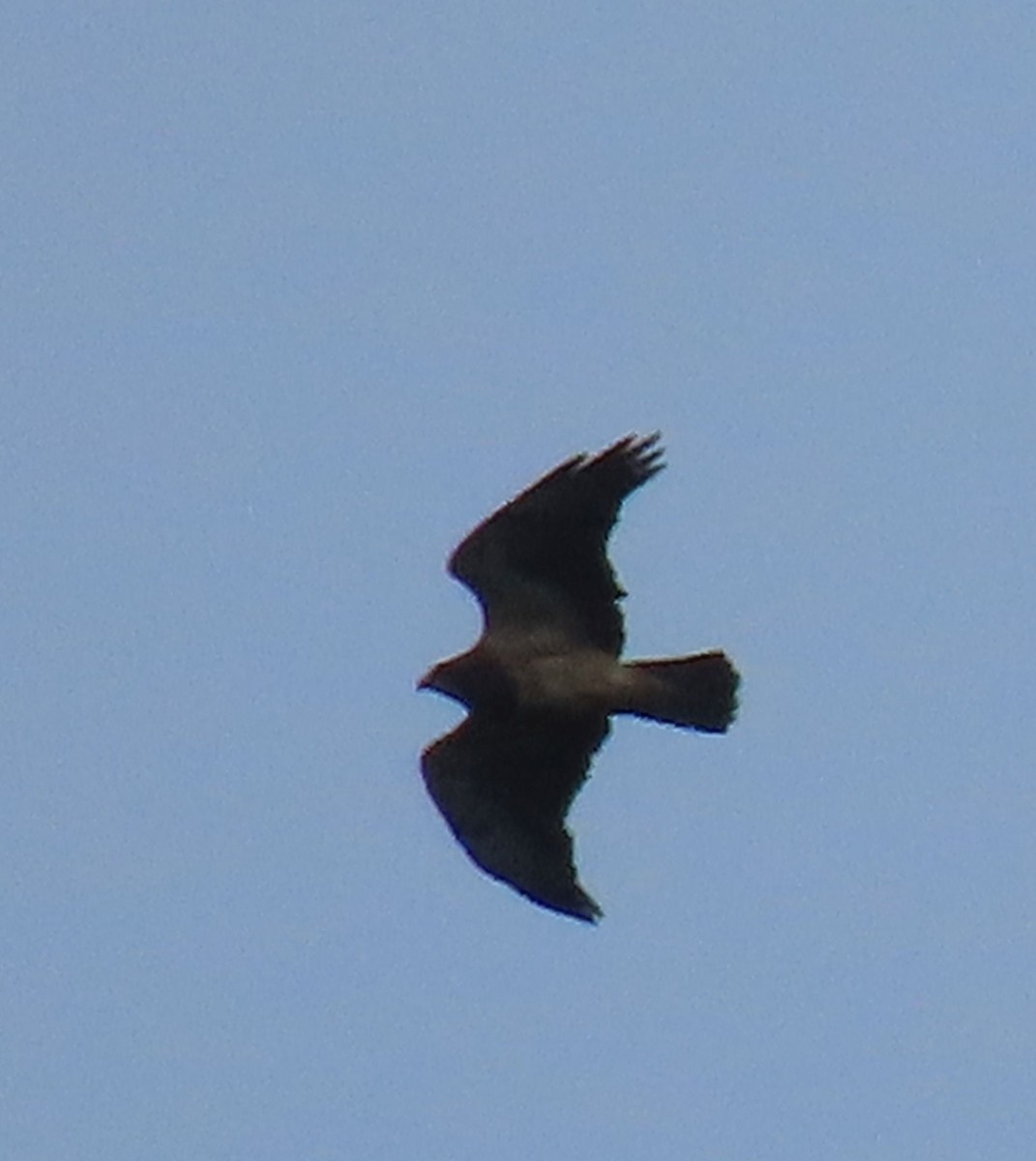 Свенсонов канюк - ML647148141