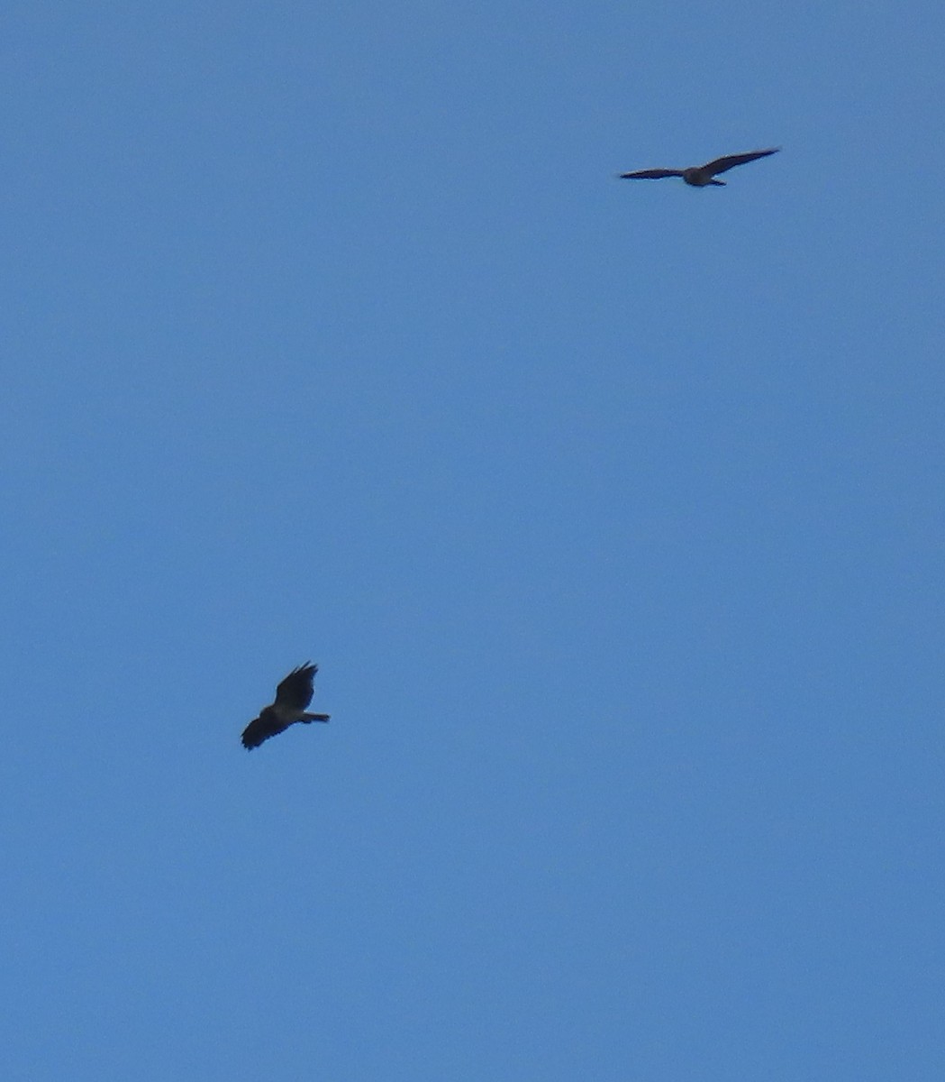 Свенсонов канюк - ML647148142