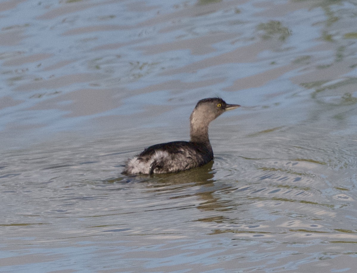 Least Grebe - ML647148143