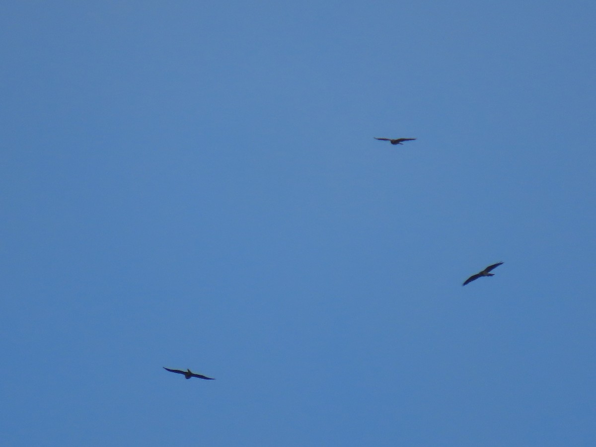 Свенсонов канюк - ML647148144