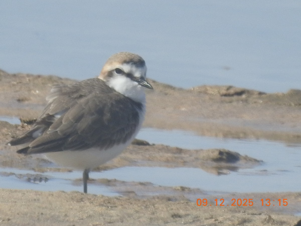 Kentish Plover - ML647148154