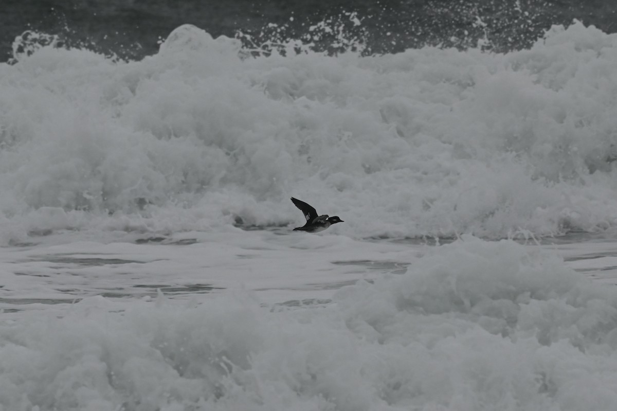 Bufflehead - ML647148158