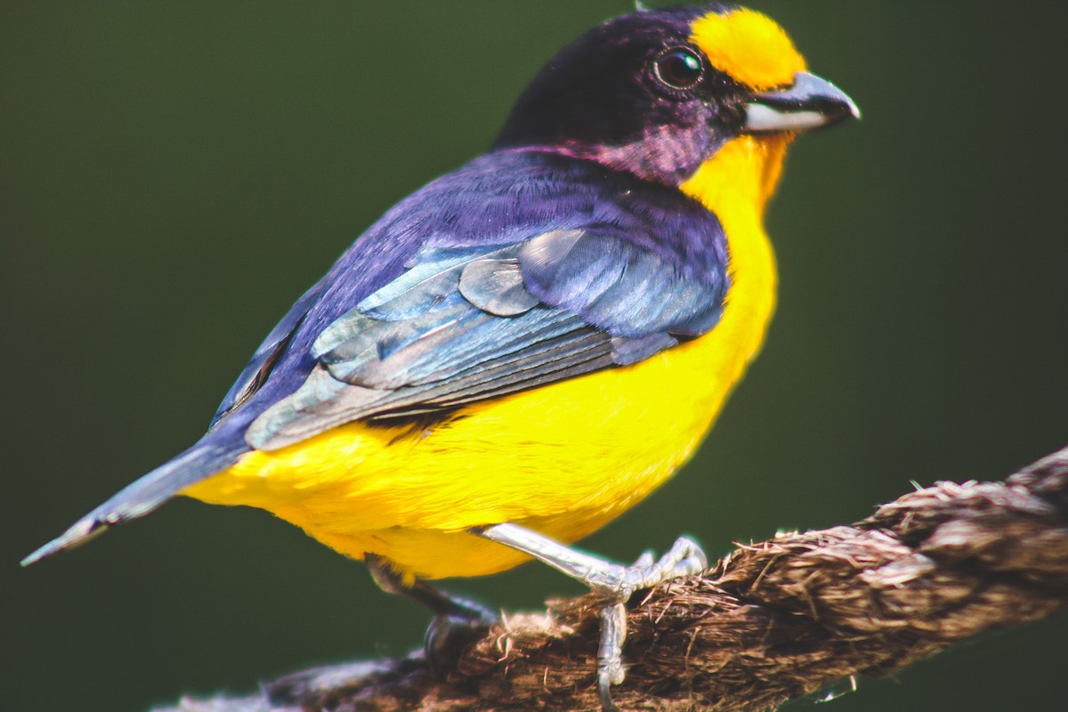 Purple-throated Euphonia - ML647148163