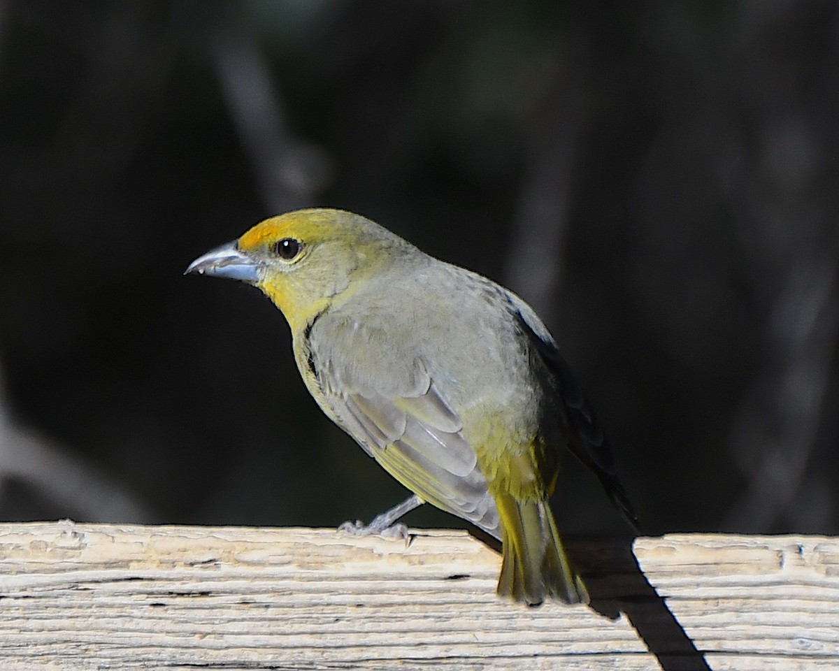 Piranga Bermeja - ML647148173