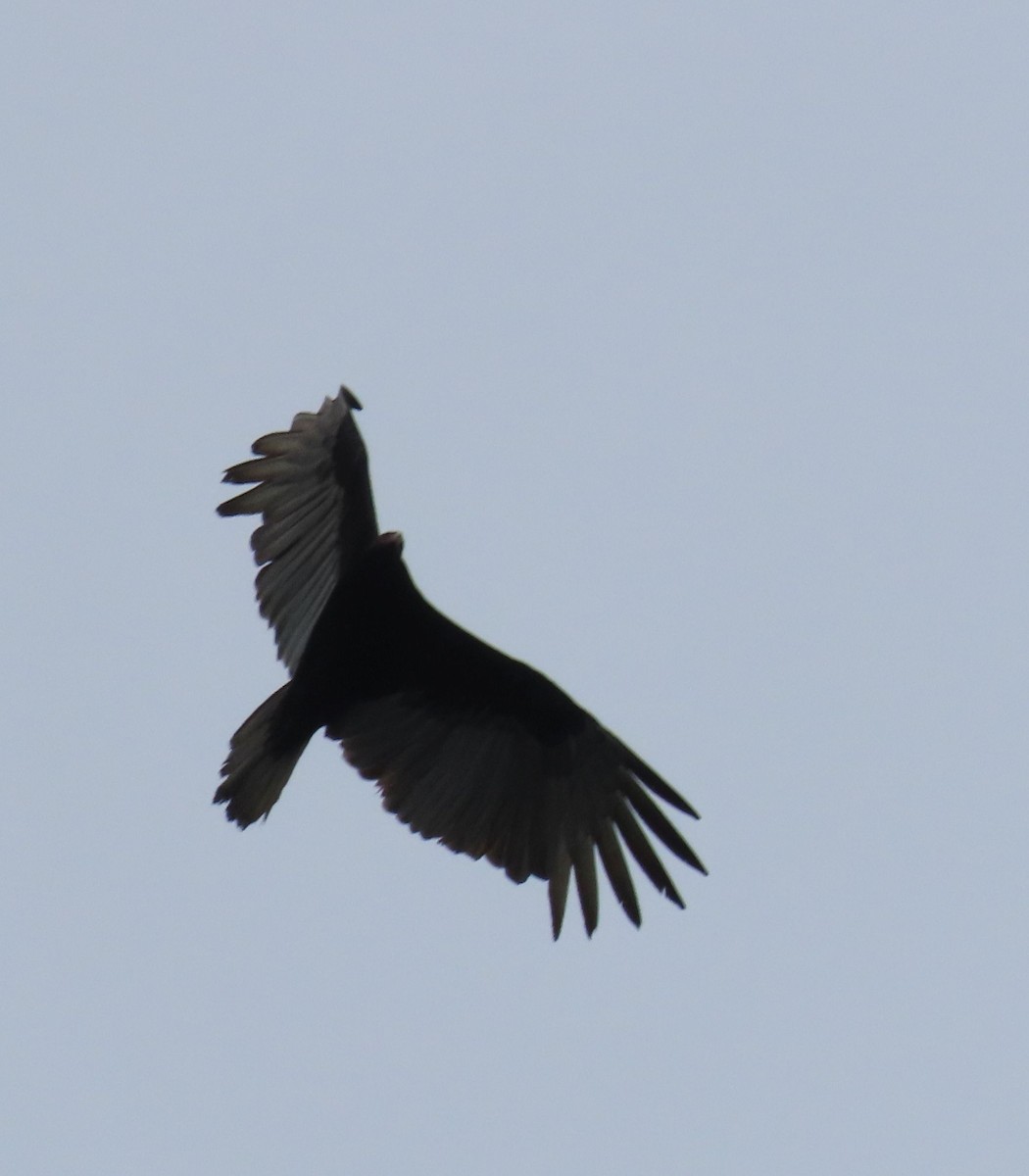 Urubu à tête rouge - ML647148174